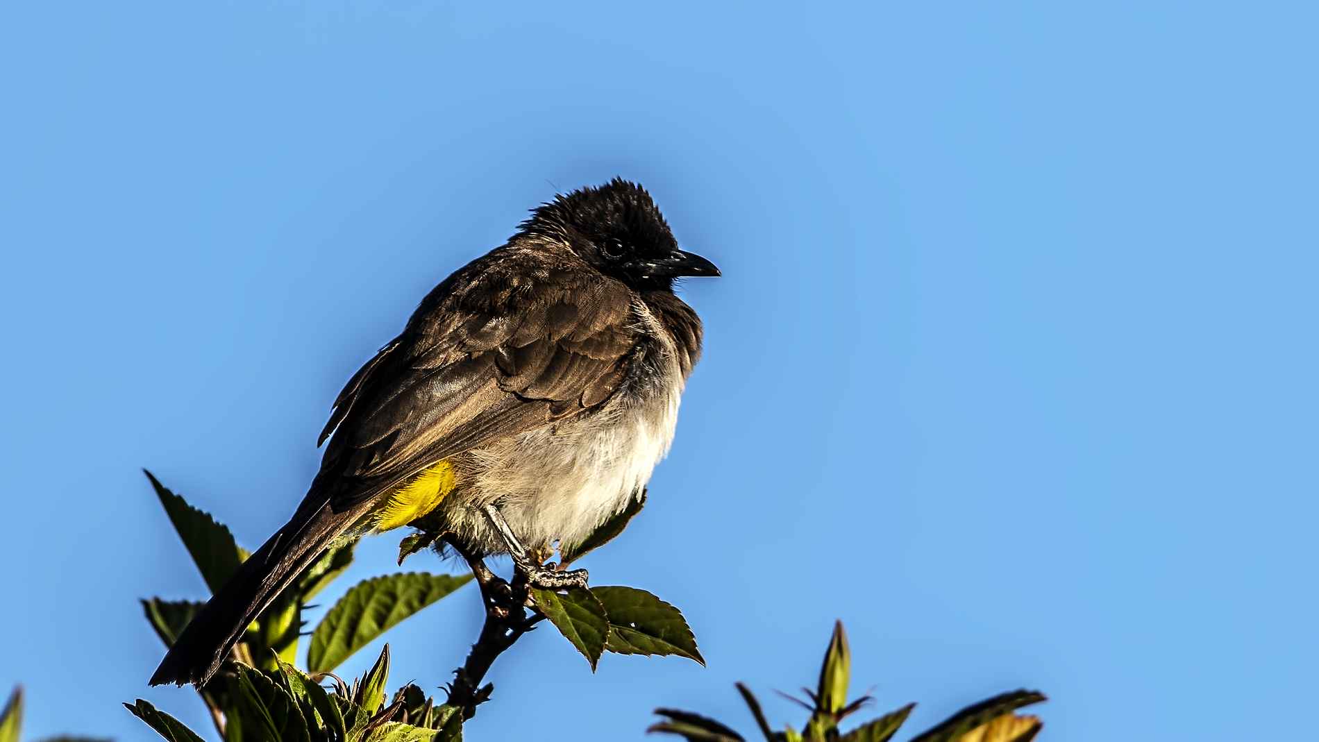 Common Bulbul